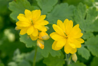 Greater Celandine (Chelidonium majus)