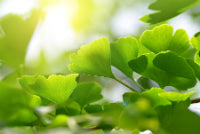 Boost Brain Resilience with Ginkgo & Bacopa