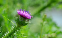 Protect your Liver with Milk Thistle